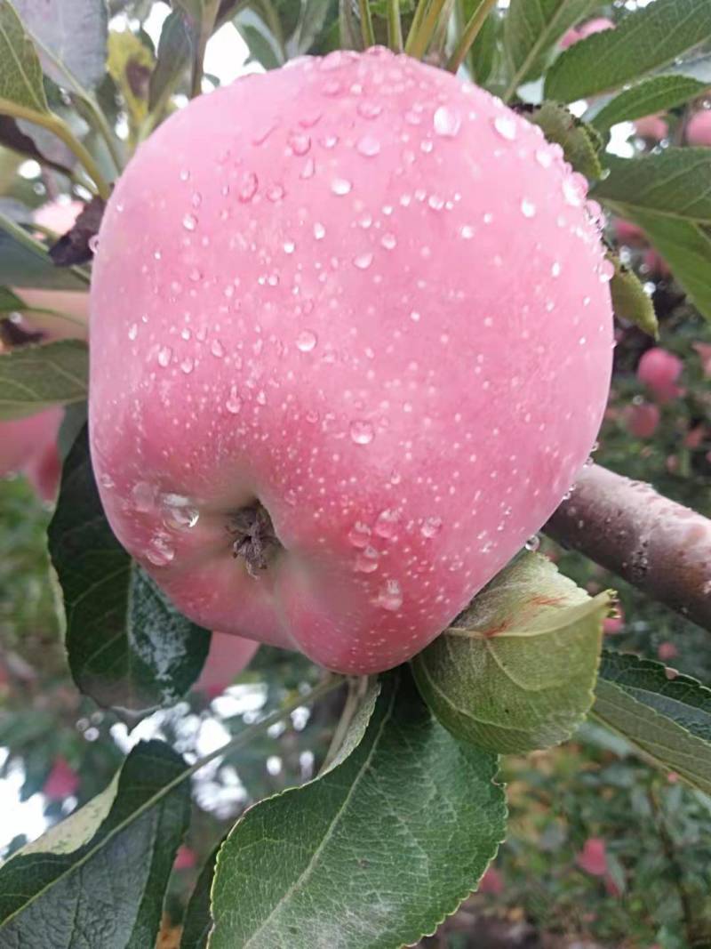 纸袋中秋王苹果，红星苹果，大量上市