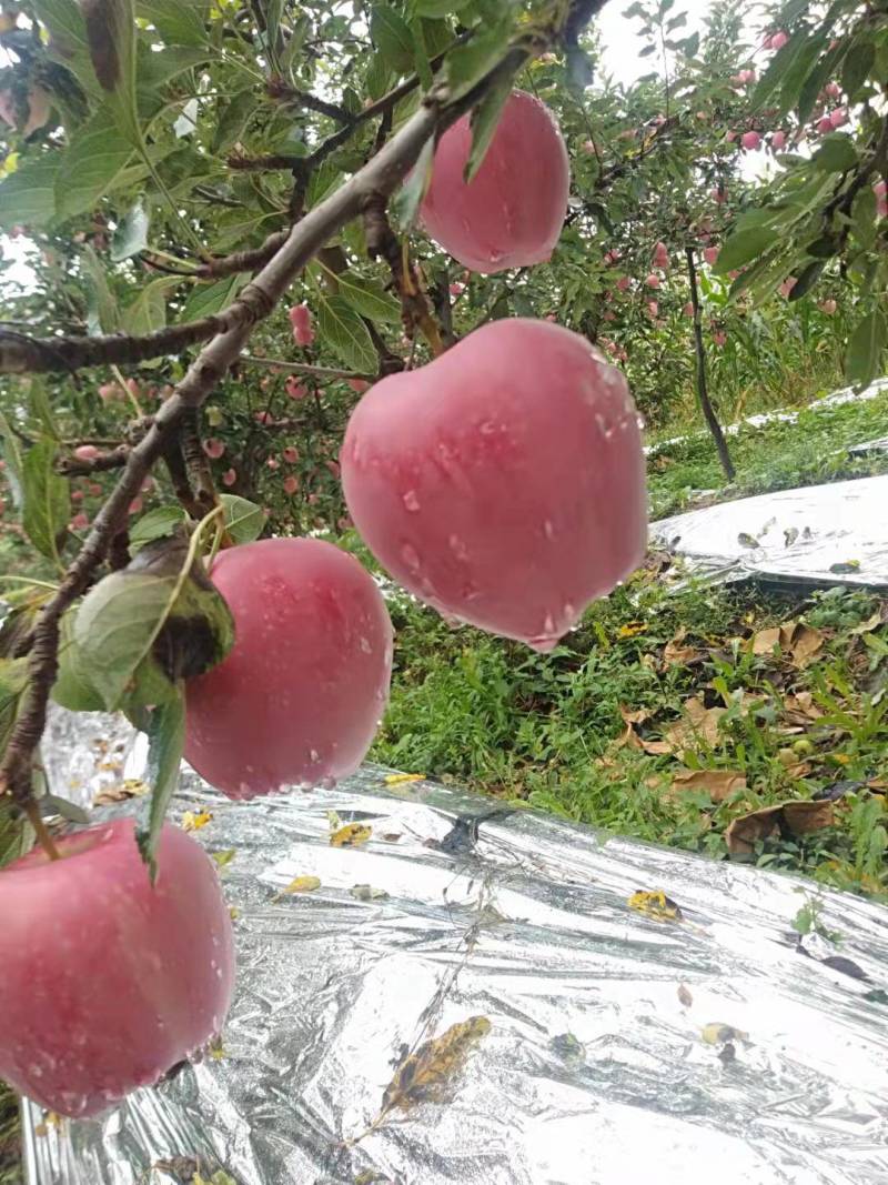 纸袋中秋王苹果，红星苹果，大量上市