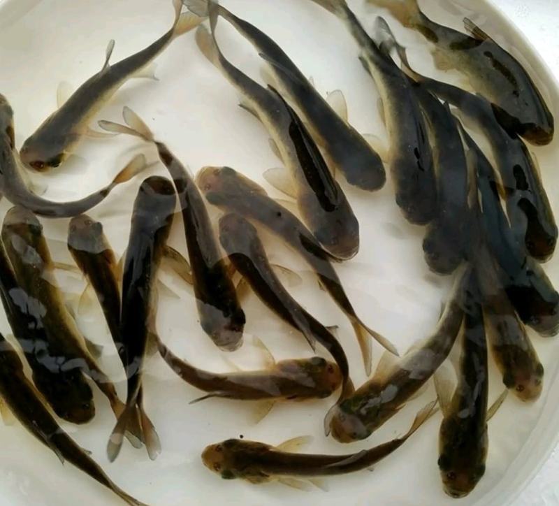 大口鲢鱼苗成品鱼淡水养殖成活率高免费技术全国发货