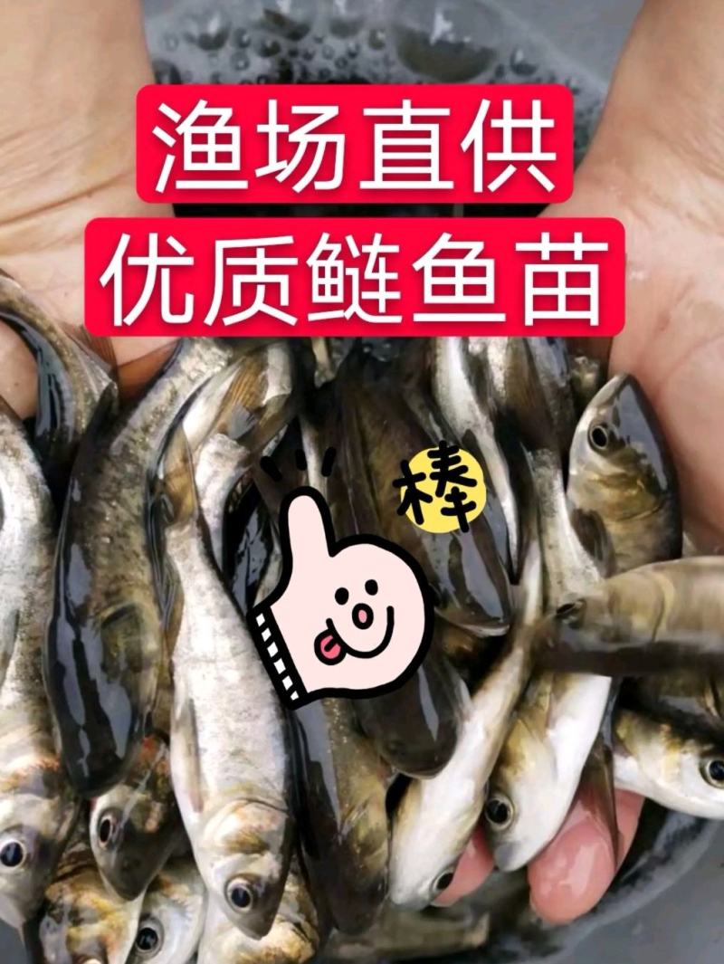 大口鲢鱼苗成品鱼淡水养殖成活率高免费技术全国发货