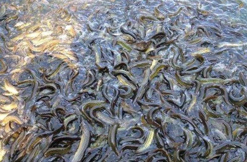 台湾泥鳅苗成品鱼淡水养殖成活率高免费技术全国发货