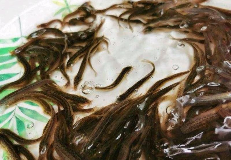 台湾泥鳅苗成品鱼淡水养殖成活率高免费技术全国发货
