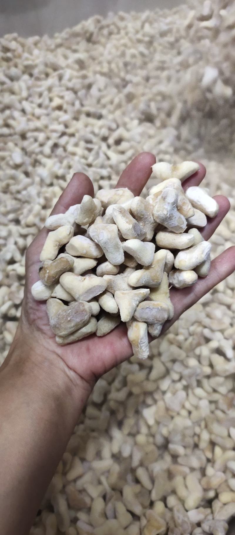 南漪湖小菱角米