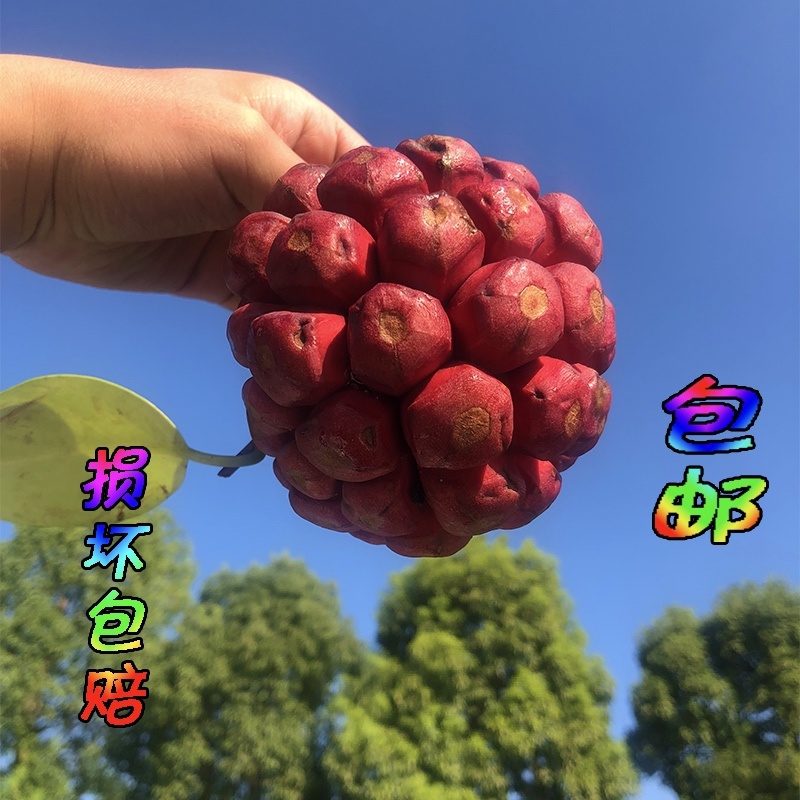 黑老虎水果新鲜血藤果布福娜酒饭团稀奇古怪恶魔果实顺丰包邮