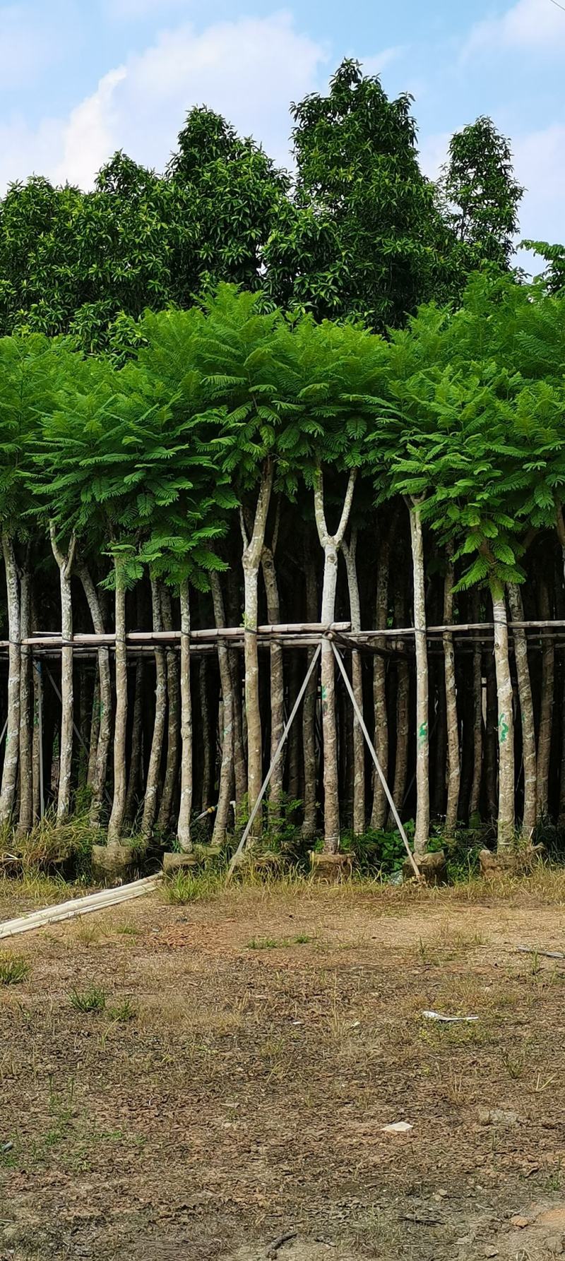 蓝花楹