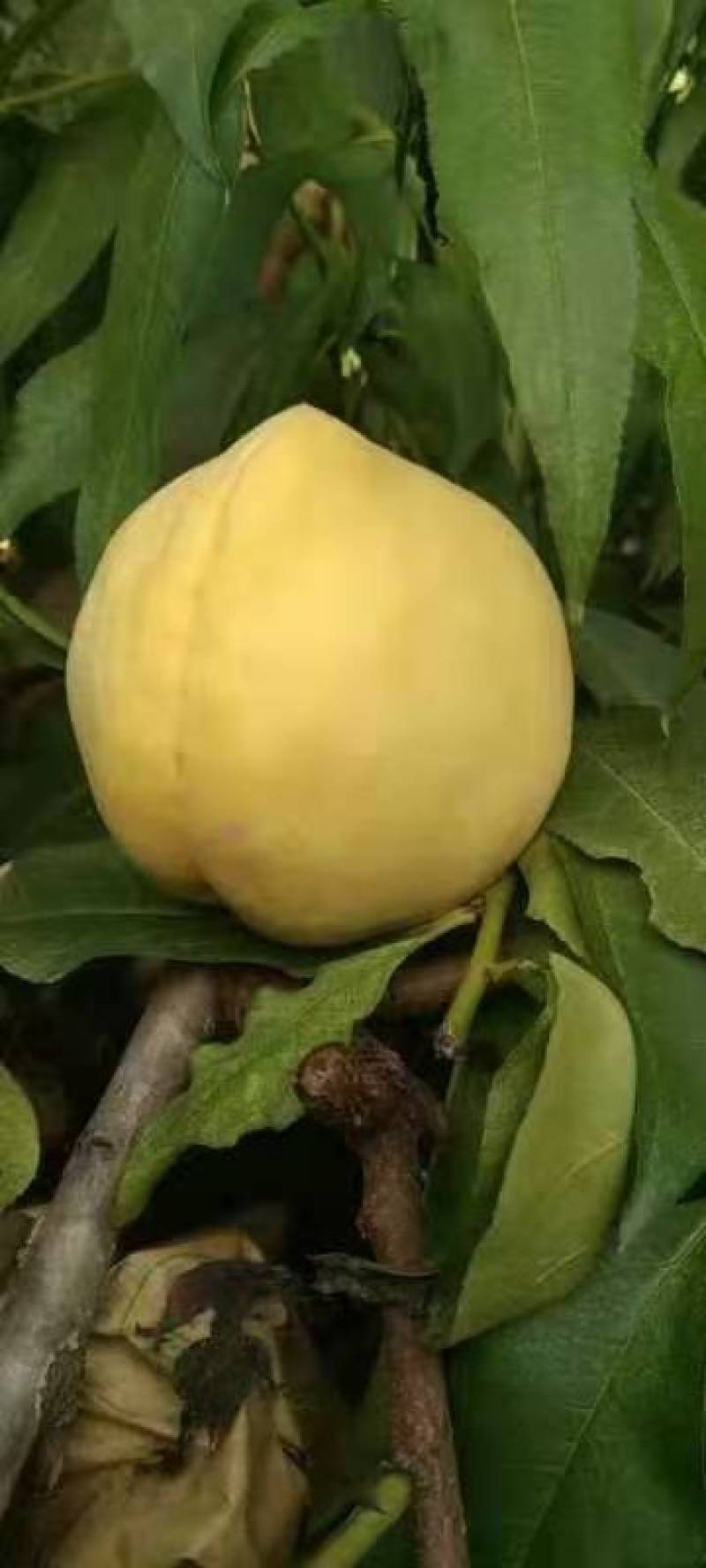 黄桃，个大味道好
