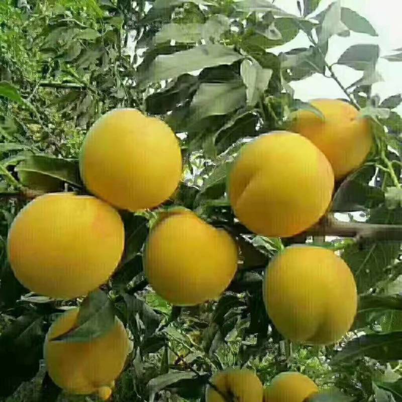 黄桃，个大味道好