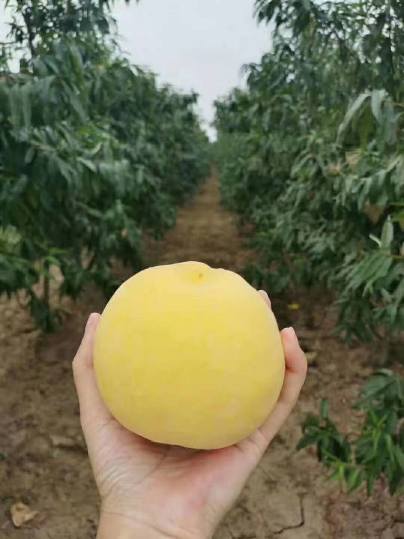 黄桃，个大味道好