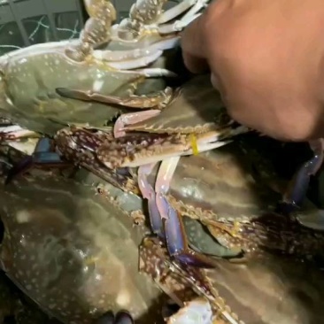 鲜活梭子蟹，大小规格齐全货源充足保证货物质量