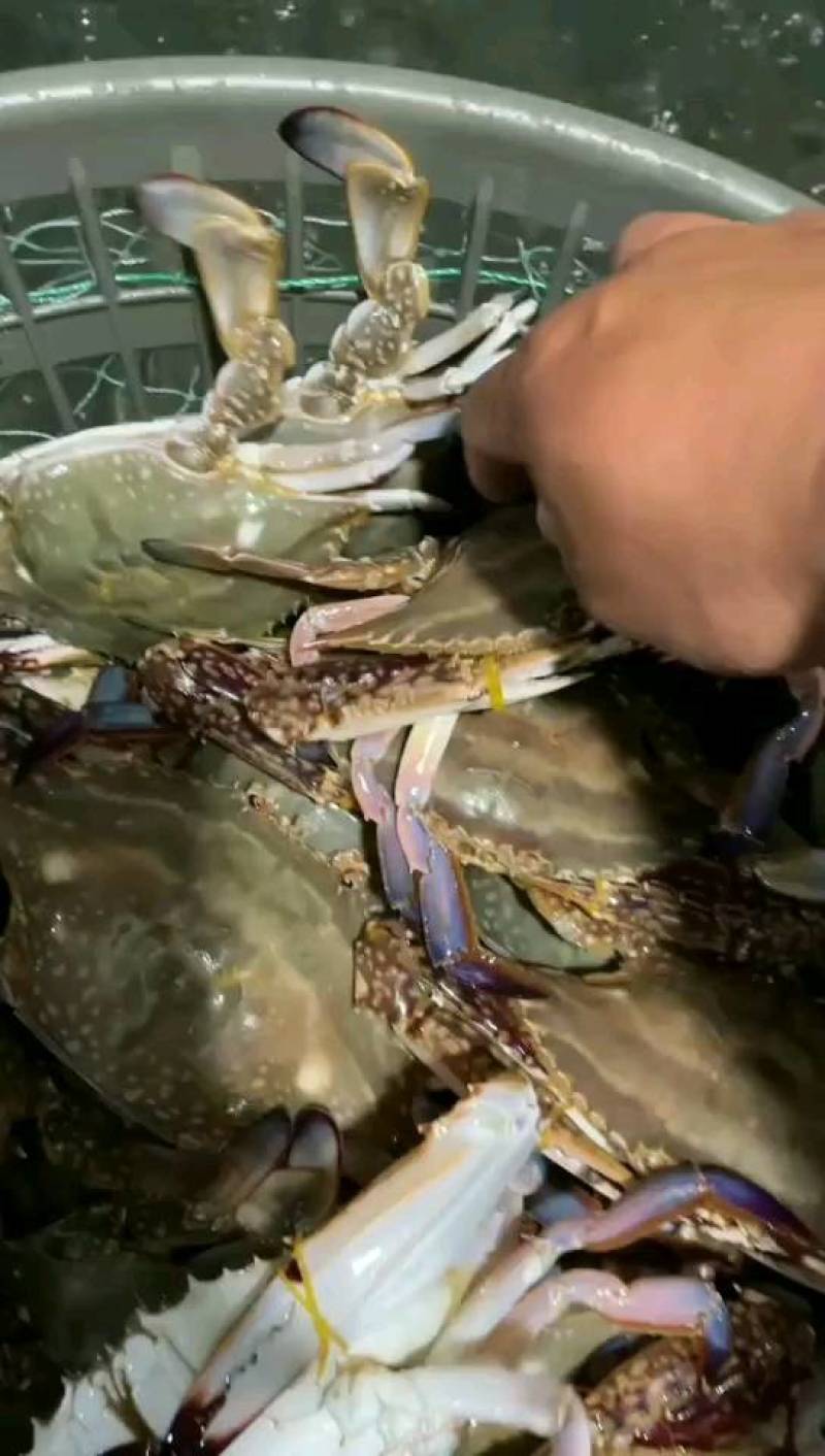 鲜活梭子蟹，大小规格齐全货源充足保证货物质量