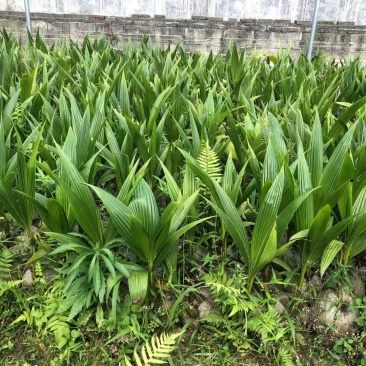 椰子树苗