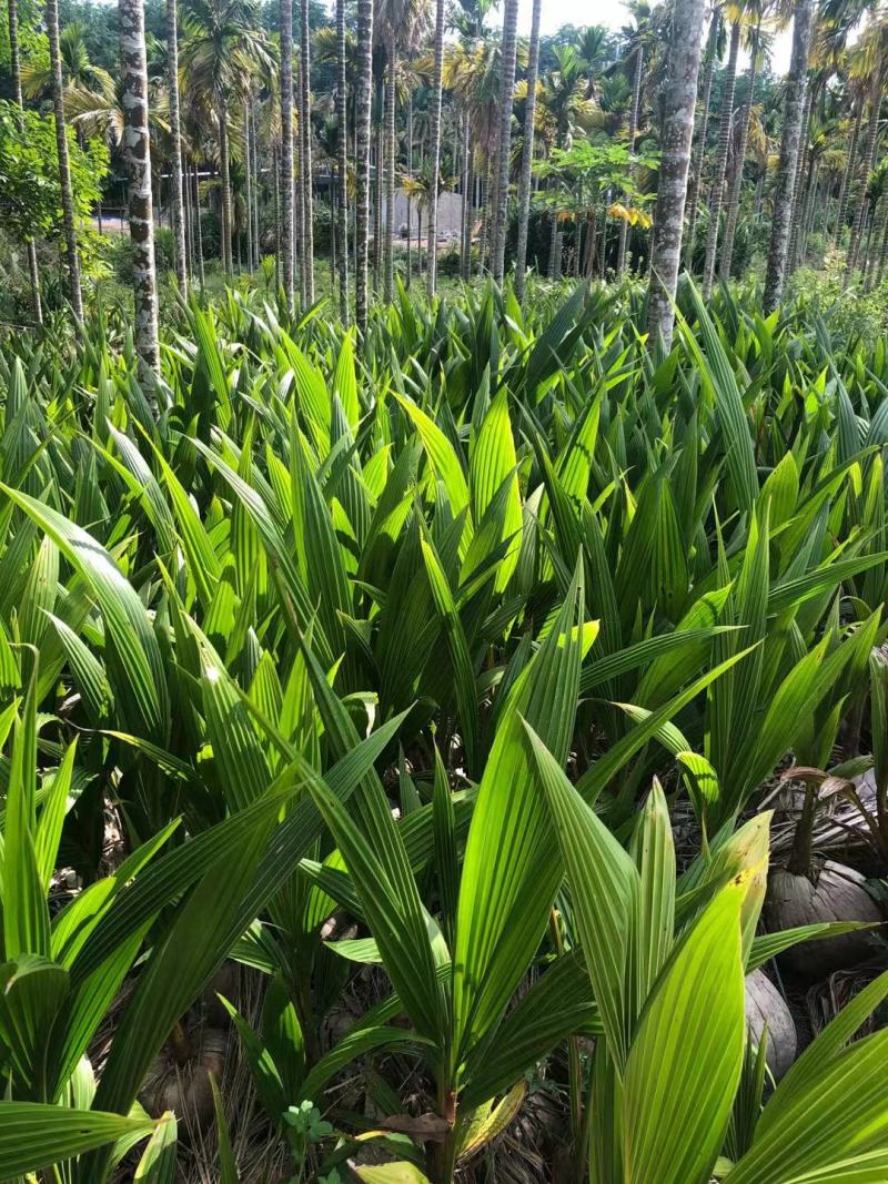 椰子树苗