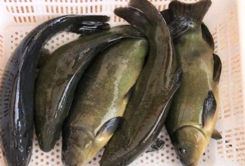 渔场直供丁桂鱼苗及成品大量出售包成活免费技术全国发货