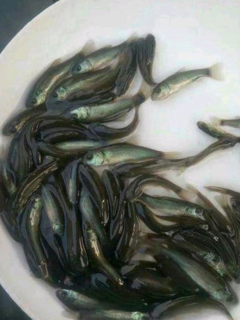 渔场直供丁桂鱼苗及成品大量出售包成活免费技术全国发货