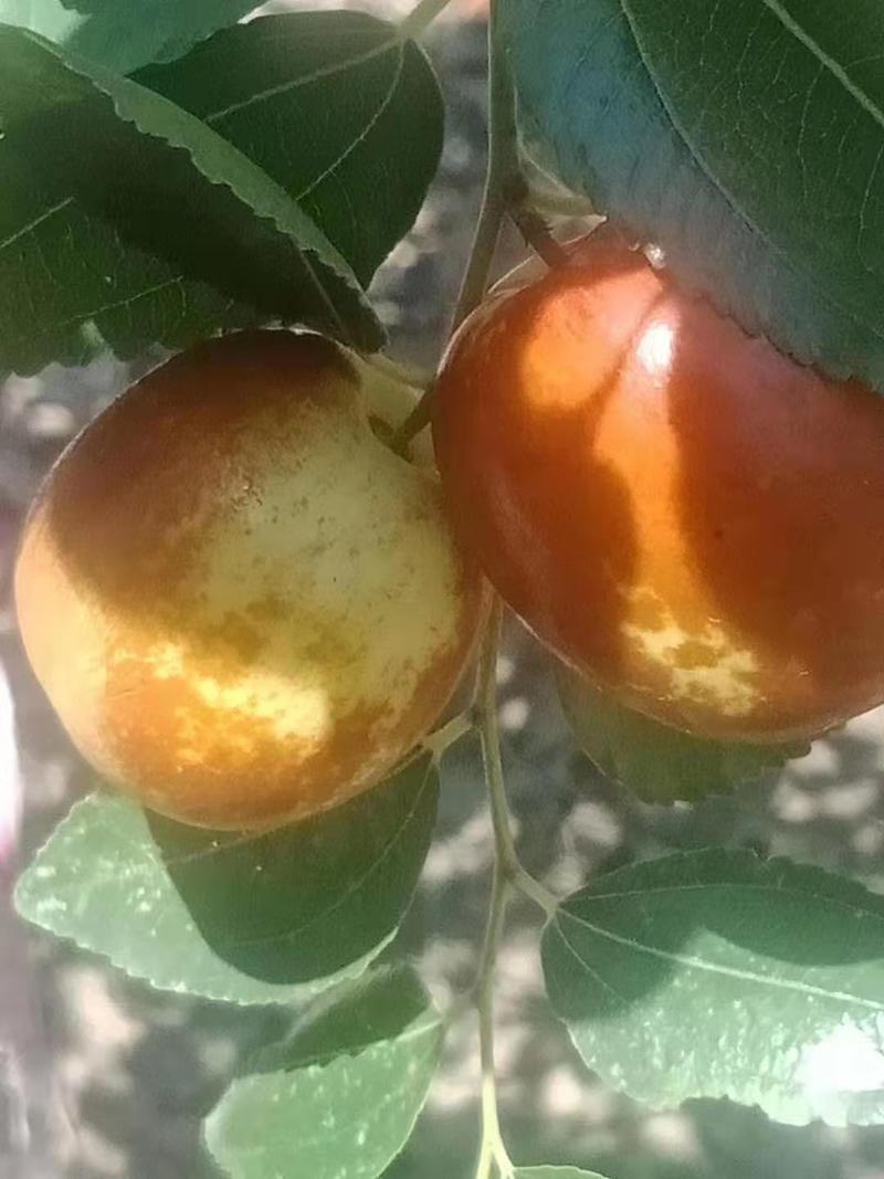 山东昌邑富硒大梨枣，万亩种植基地，完全自然成熟。。。。。
