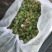 山东蓬莱区露天巨峰，玫瑰香，金手指大量上市了