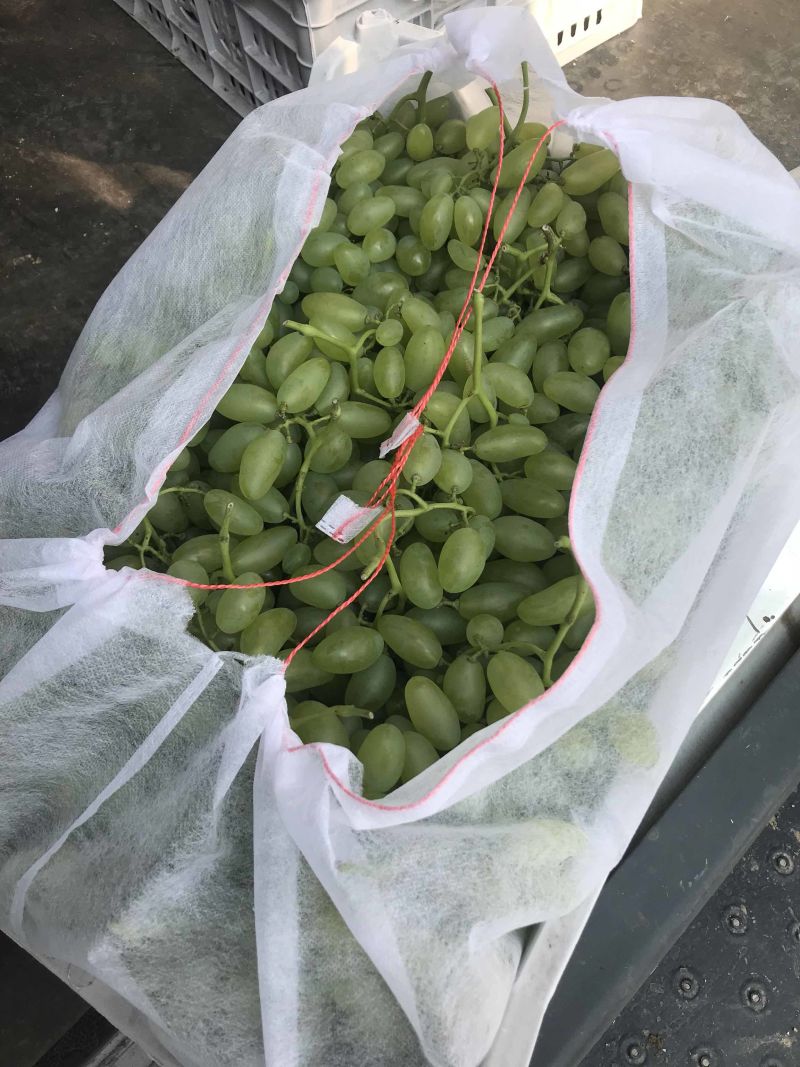 山东蓬莱区露天巨峰，玫瑰香，金手指大量上市了