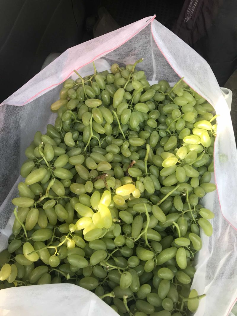 山东蓬莱区露天巨峰，玫瑰香，金手指大量上市了