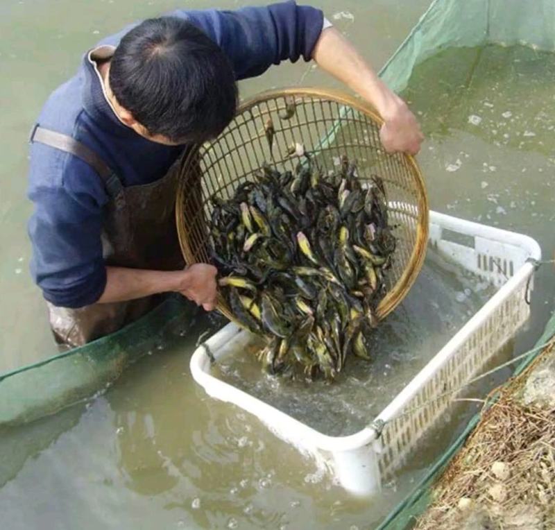 重庆黄腊丁鱼苗及成品鱼包成活技术服务全国发货