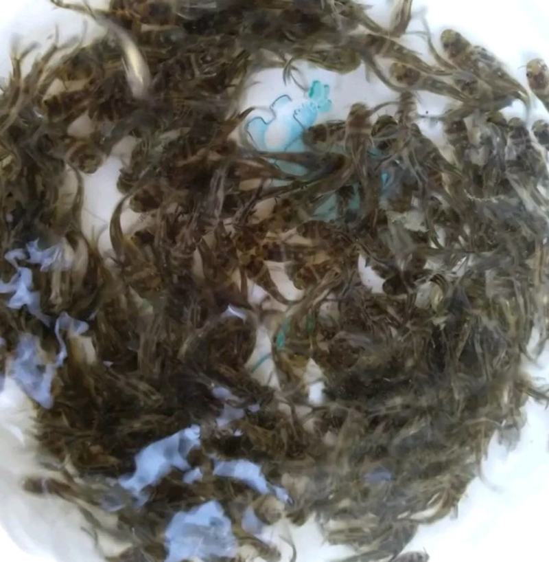 重庆黄腊丁鱼苗及成品鱼包成活技术服务全国发货