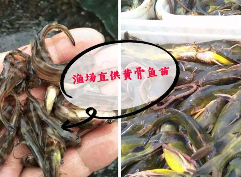 重庆黄腊丁鱼苗及成品鱼包成活技术服务全国发货