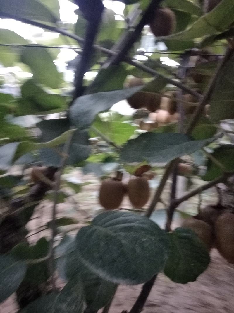 宝鸡眉县优质徐香猕猴桃