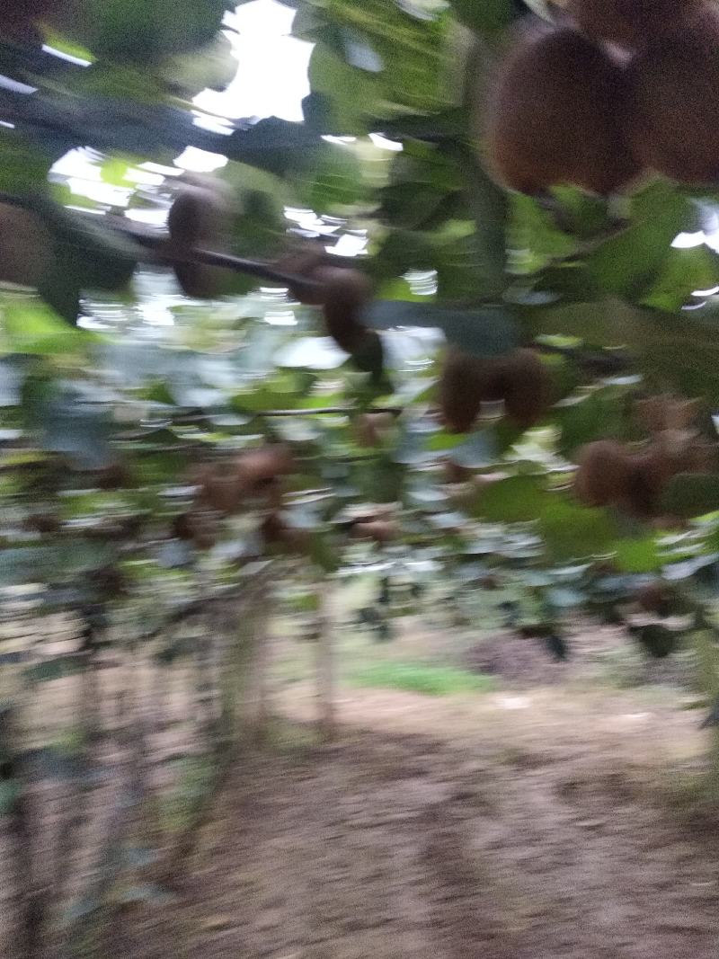 宝鸡眉县优质徐香猕猴桃