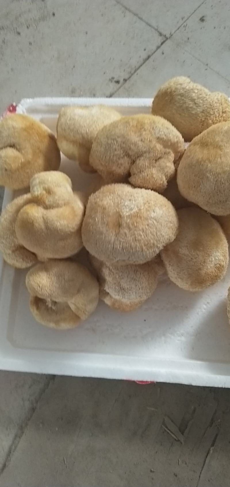 新货猴头菇煲汤养胃食用菌