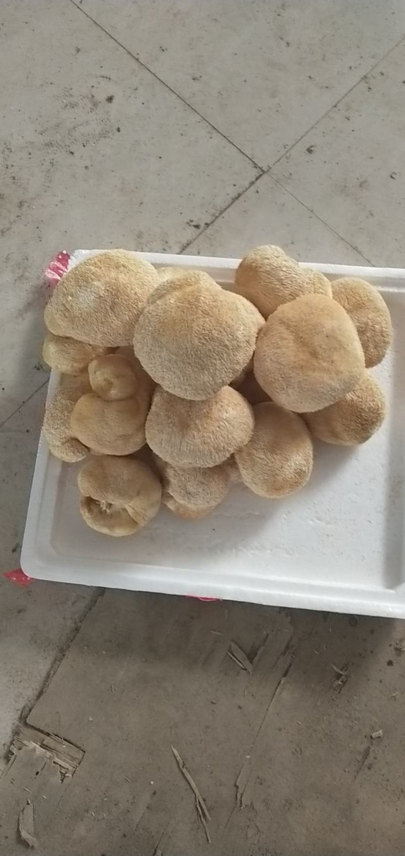新货猴头菇煲汤养胃食用菌