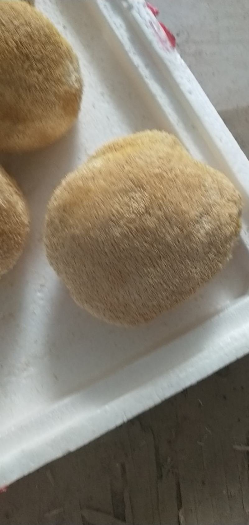 新货猴头菇煲汤养胃食用菌