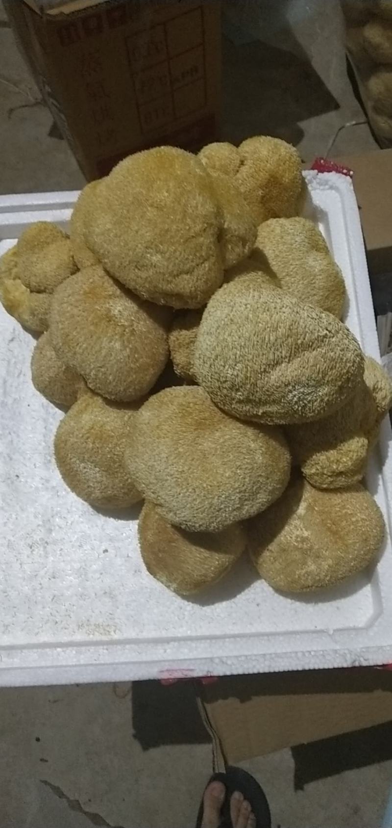 新货猴头菇煲汤养胃食用菌