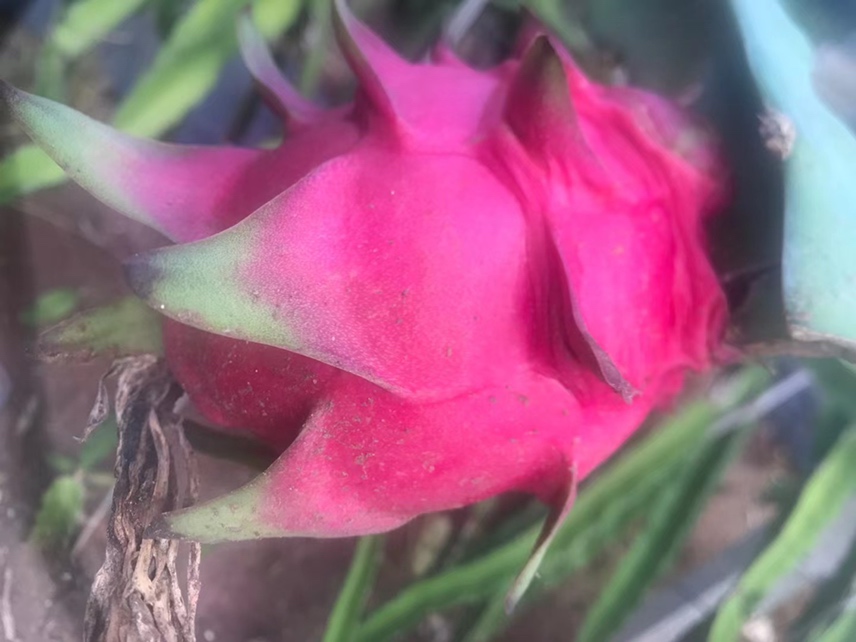 黄皮火龙果特写