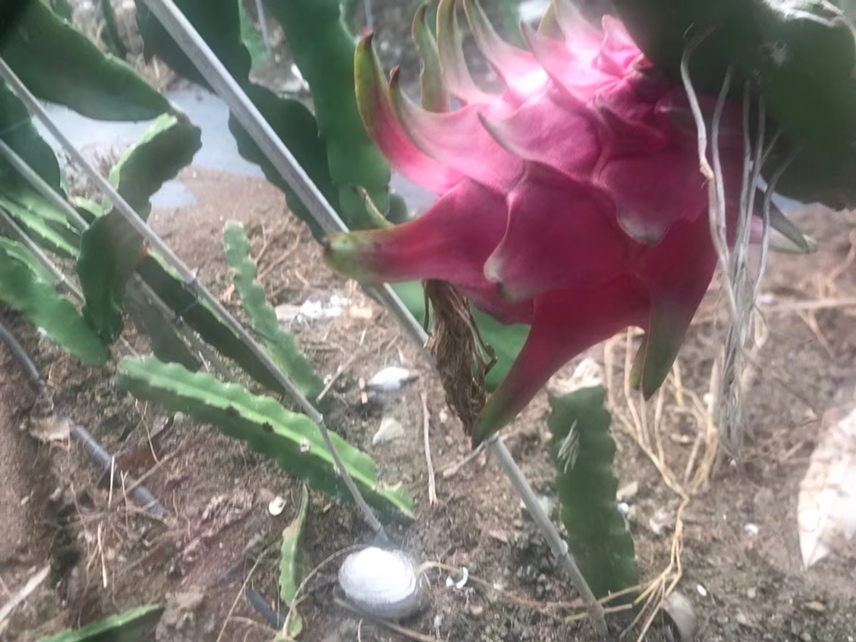 火龙果茎节上明显气生根特写