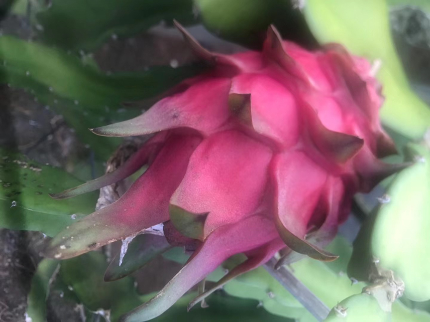 红心火龙果特写