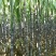 大灰种，基因种黑皮甘蔗大量上市！6～8斤，6～8cm，2