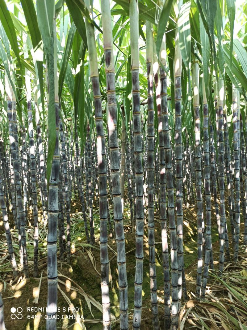 大灰种，基因种黑皮甘蔗大量上市！6～8斤，6～8cm，2