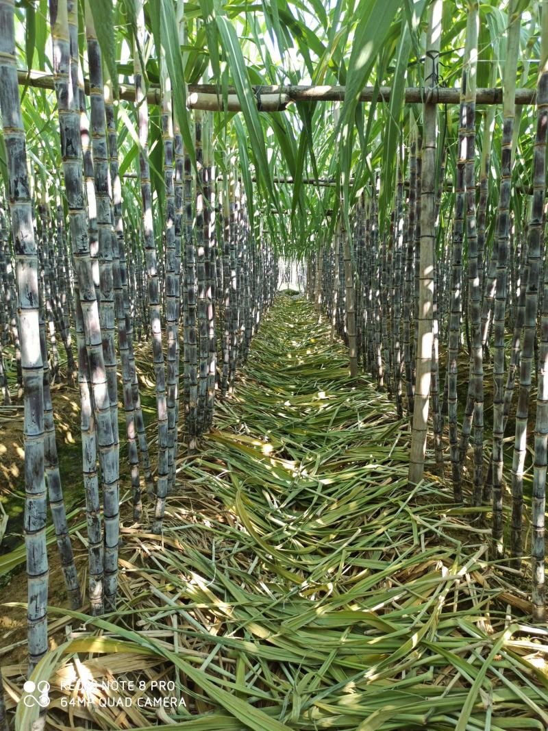 大灰种，基因种黑皮甘蔗大量上市！6～8斤，6～8cm，2