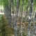 大灰种，基因种黑皮甘蔗大量上市！6～8斤，6～8cm，2