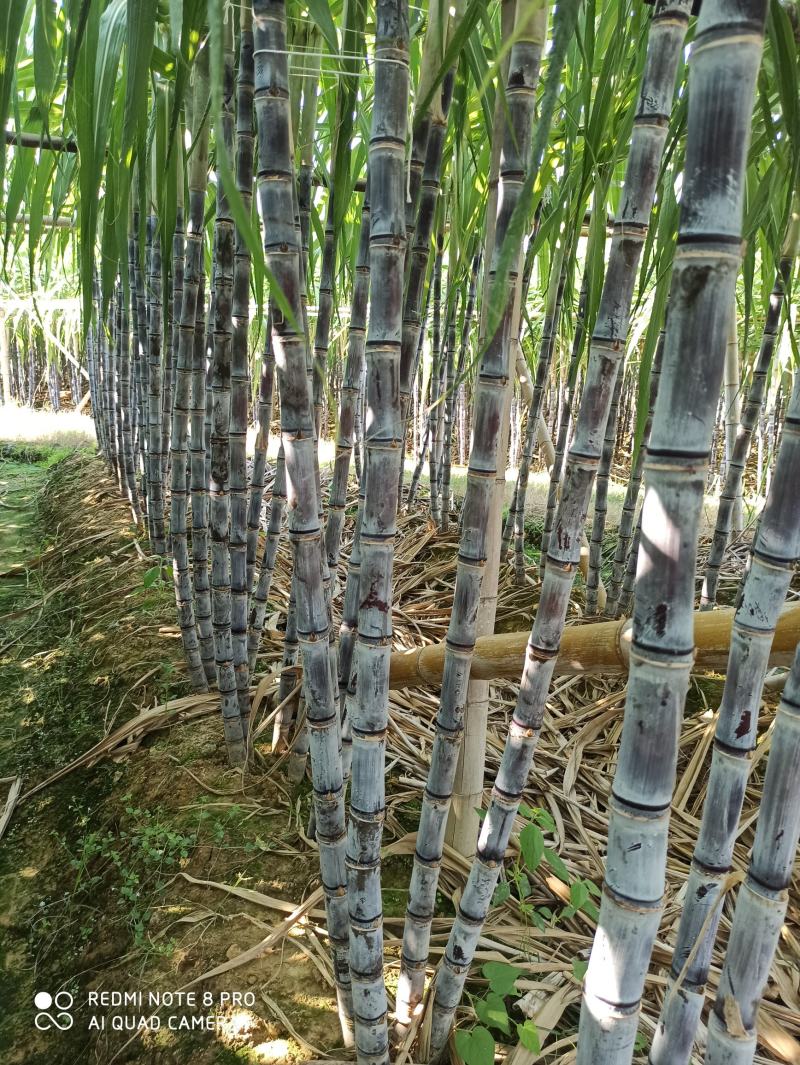 大灰种，基因种黑皮甘蔗大量上市！6～8斤，6～8cm，2