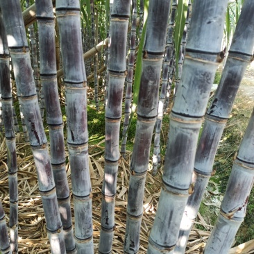 大灰种，基因种黑皮甘蔗大量上市！6～8斤，6～8cm，2