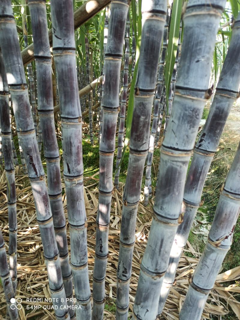 大灰种，基因种黑皮甘蔗大量上市！6～8斤，6～8cm，2