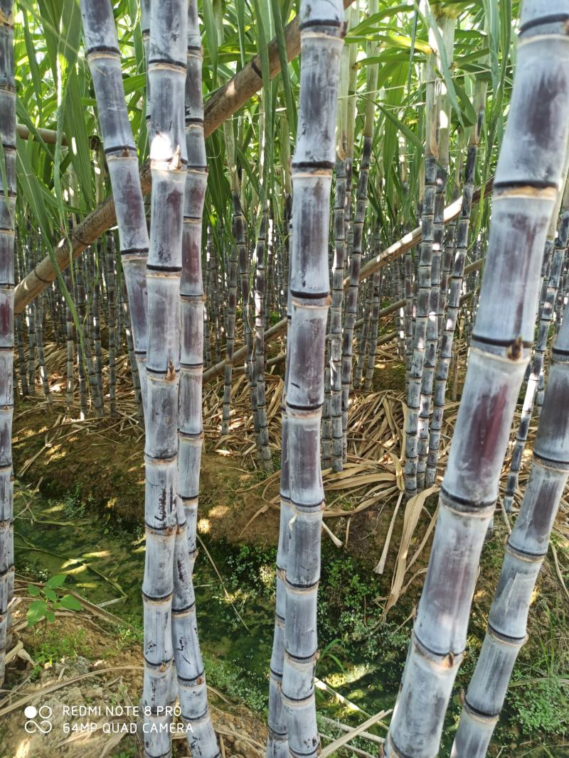 大灰种，基因种黑皮甘蔗大量上市！6～8斤，6～8cm，2