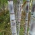 大灰种，基因种黑皮甘蔗大量上市！6～8斤，6～8cm，2