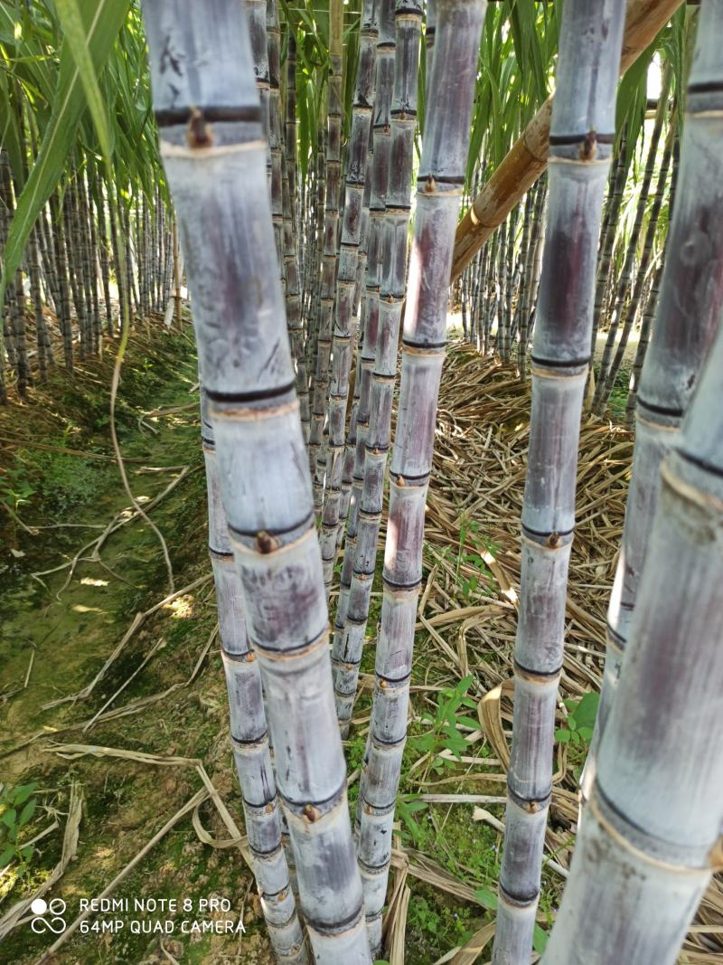 大灰种，基因种黑皮甘蔗大量上市！6～8斤，6～8cm，2