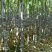 大灰种，基因种黑皮甘蔗大量上市！6～8斤，6～8cm，2