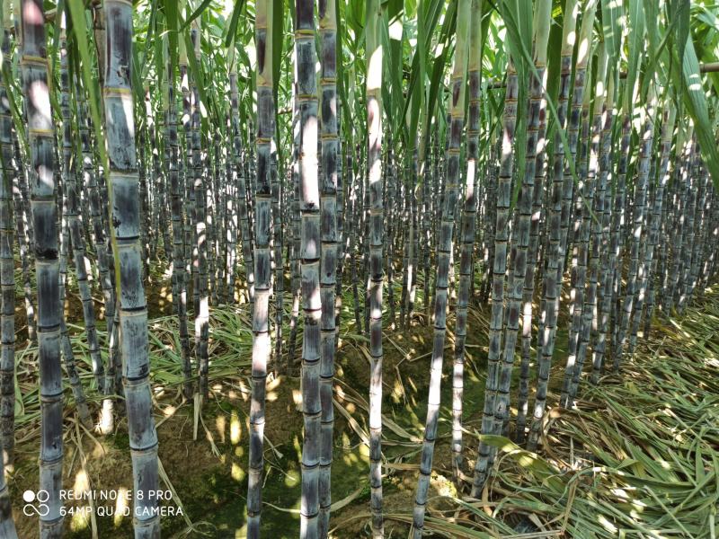 大灰种，基因种黑皮甘蔗大量上市！6～8斤，6～8cm，2