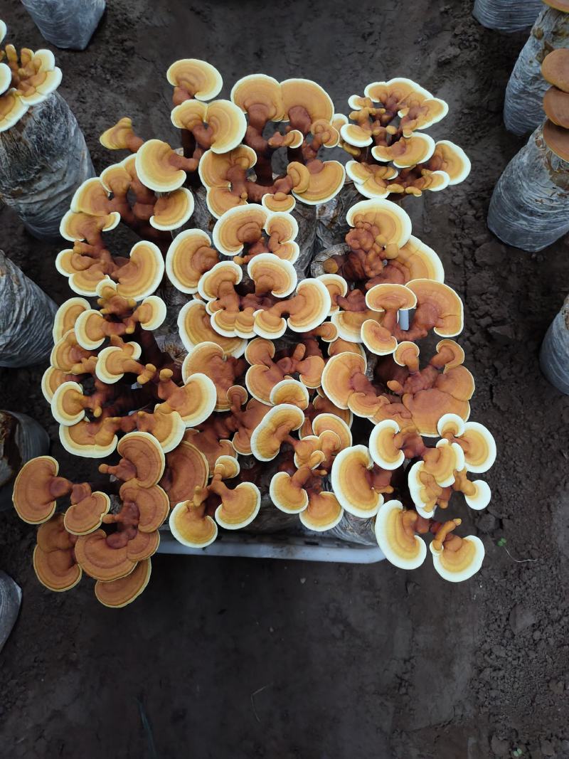 大量供应活体灵芝花，灵芝菌种，灵芝菌棒，无风险，易管理