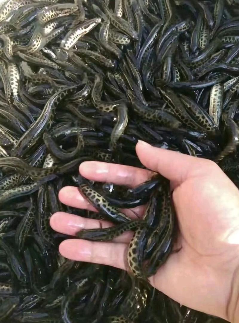重庆黑鱼苗及成品鱼成活率高免费技术全国发货