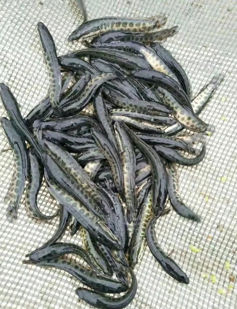 重庆黑鱼苗及成品鱼成活率高免费技术全国发货