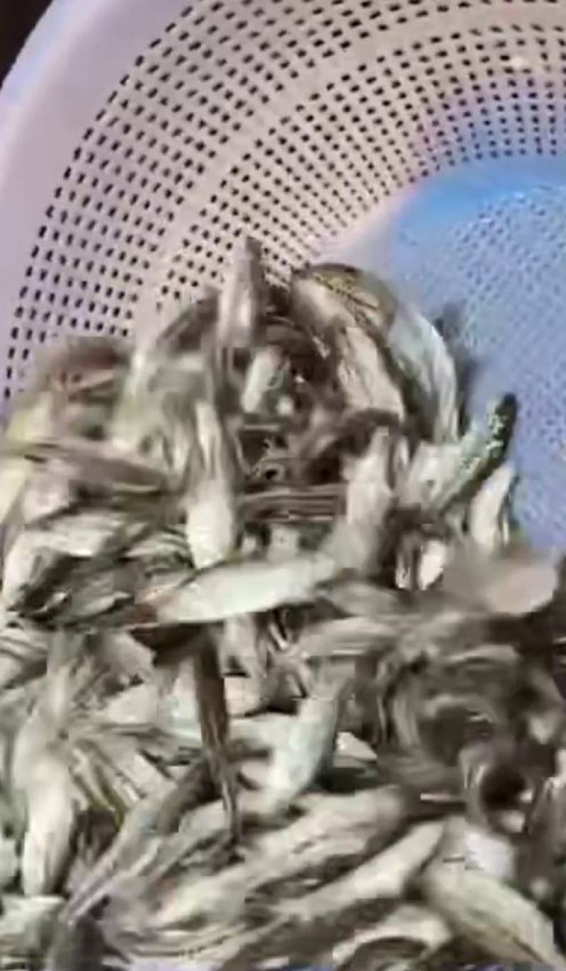 重庆鲈鱼苗及成品鱼鱼塘成活率高全国发货全程技术指导